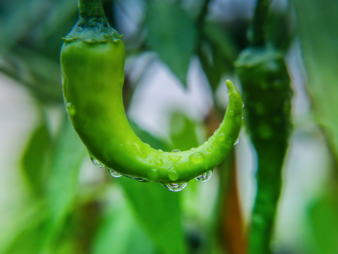 双流区食堂选蔬菜配送商，食安核查从哪几环入手？